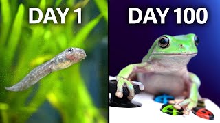 Raising Frogs to Play games!