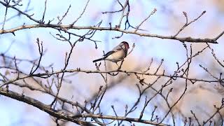 ♪鳥くん野鳥動画（東京都・水元公園20180121）アカウソEurasianBullFinch採食中101A1460