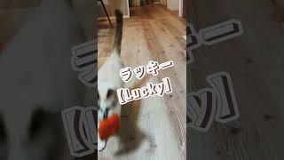 【cat videos】お魚くわえた きな子ちゃん#shorts#猫#ねこ#猫動画#cat