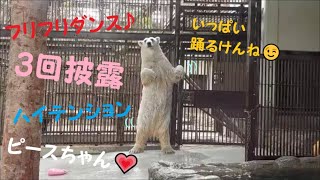 【しろくまピース】フリフリダンス3回披露するピースちゃん♪　2022/1/25　とべ動物園