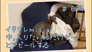 毛布の中に入りたいアピールするイタグレｍｉｓｉａ(ミーシャ)【生後702日】【うちの子635日目】【イタリアングレーハウンド】【パピーズママ出身】【2021.5.17生まれ】2023.4.18撮影