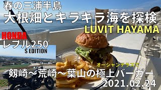 (レブル250）春の三浦半島「大根畑とキラキラ海と葉山の極上バーガー」