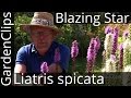 Liatris spicata - Gayfeather or Blazing Star - Growing Liatris