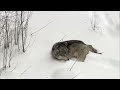 wolf pack hunts buffalo herd bbc earth