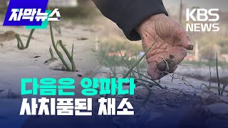 [자막뉴스] '덥다가 춥다가' 기후 변화로 양파 냉해 심각 / KBS 2024.03.09.