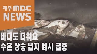 바다도 더워요 수온 상승 넙치 폐사 급증