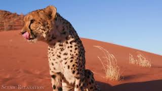 African Safari,  Scenic Wildlife Film With African