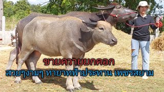 เปิดราคาควายงามสายพัฒนา  ควายแม่ลูกชุดซื้อ2ได้3 ลูกฟ้าประทาน ลูกเพชรสยาม ลูกช้างอุดร