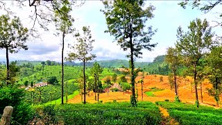 Countryside walk tour in India | Valparai to Sholayar dam main road walk | Tamilnadu | India