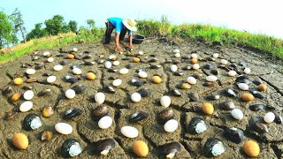 Top mazing! Pick a lot of shells and duck eggs in the fields near the lake