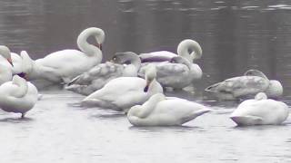 ハクチョウの群れ　Cygnus　北海道長沼町