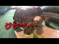 【リクガメ】腹ペコ亀さんに餌を与えてみた【ノッコさん】i fed a tortoise