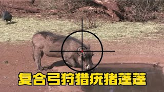 200斤疣猪被複合弓一箭射穿，疣猪還可以彈射起步，太狂爆了！