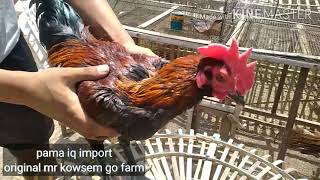 pama iq original  import dari kowsem go farm