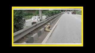 Exhausted, wounded dog sits on the side of the highway until rescuers save his life