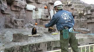 【天王寺動物園】マレーグマ「マーサ」の体重測定