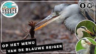 Blauwe reiger met bizarre prooi | Zelf Geschoten | Vroege Vogels