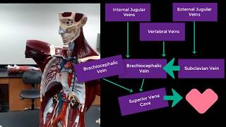 Veins and Arteries of the torso anatomical model