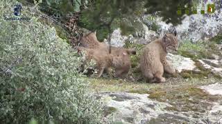 Detectan en Castilla-La Mancha nuevas camadas de linces de segunda generación