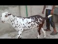 mashaallah one of the heaviest barbara khassi in master goats farm jamshedpur 9204170403 7992287190