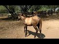 rancholarosa. potranca grulla 2017 de mr peponita pudden criadores de caballos