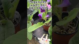 #은혜화훼판매장 #스트렙토카르푸스#스카푸#뉴질랜드앵초