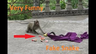 Fake Snake Prank Monkeys Very Funny 2020 - Monkeys Surprise Of Fake Snake