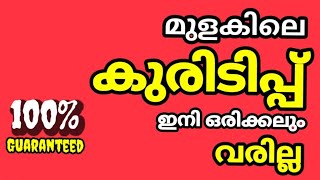 മുളകിലെ ഇല കുരിടിപ്പ് ഇനി വരില്ല. ഇതിലും നല്ല മരുന്ന് വേറെയില്ല | Chilli Plant