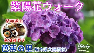 芭蕉の里(栃木県大田原市)約6000株の紫陽花が圧巻！！黒羽城址公園紫陽花まつり(2020年は開催中止)と茶房城山の美味しいおやき