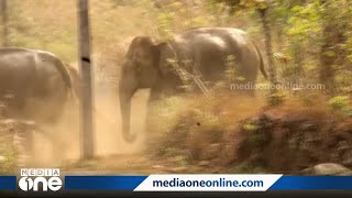 കാടിറങ്ങിയ കാട്ടാനക്കൂട്ടത്തെ തുരത്തുന്ന ദൃശ്യങ്ങൾ | Aralam Farm