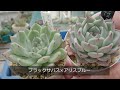 【vlog615】【多肉植物】葉挿しのその後！葉挿しっ子プラグ苗🌱大きくするための鉢上げ【胴切り】【葉挿し苗を大人にする植え替え】