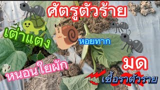 ภัยต่างๆที่เกิดกับปลูกแตงกวา | เกษตรสร้างรายได้ | เกษตรกล้วยๆ