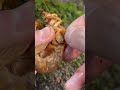 Shrimp Surgery is HARD! UNCUT Parasite Removal #shorts