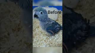 Spix Macaw Parrot Before and After | #macawparrot #shorts #youtubeshorts #parrot