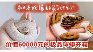 开箱60000元球蟒宠物蛇～