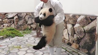 飼育員さんによる赤ちゃんパンダの回収🐼 お母さんがやってきてテンション高めでモートに落ちちゃう日🐼 #結浜 #良浜 #4KUPCONVERT #アドベンチャーワールド🐼