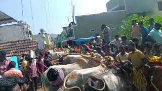 panamadangi street eruthukattu 2023 bull race madu