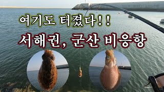 서해권 봄갑오징어, 여기도 붙었네요!! 군산 비응항!!