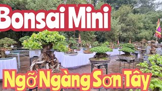 ZBV-ST6:Những viên ngọc Bonsaimini trong lòng Thành Cổ Sơn Tây#bonsaidep #bonsaimini #bonsaivietnam