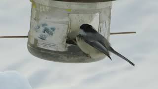 bird feeder 2025 Feb 4 15:06