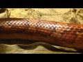 corn snakes in a corn terrarium