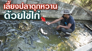 สุดยอด⁉️ วิธีเลี้ยงปลาดุกหวาน ด้วยอาหารเสริมแนวใหม่ ไข่ไก่รั้งรัง #อุทยานบ้านสวน