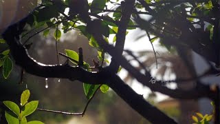 搞笑合集: 【60分钟雨声】谷雨时节，暮春已至，伴山观雨，雨落情长