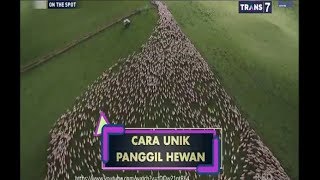 Cara Unik Panggil Hewan - On The Spot 26 Oktober 2018