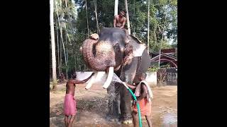 Thottekkad Vinayakan l ചെക്കൻ പൊക്കി കൊടുത്തു