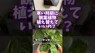 寒い時期に観葉植物を植え替えていいの？  #観葉植物 #plants #houseplants #マランタ #植え替え