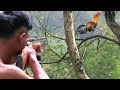 BERBURU PAGI DI SPOT AYAM HUTAN JANTAN DI ATAS POHON