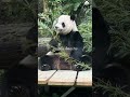 241230 這時間有姨姨在吃宵夜嗎？仔仔陪同喔🥳 貓熊 熊貓 團團 圓仔 圓寶 panda cute 팬더 大熊貓 bao 귀여운 パンダ 可愛 動物 animals