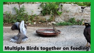 Multiple Birds together on feeding || Chirping Birds