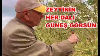 Zeytin Ağacı Şekil Budaması Nasıl Yapılır? Zeytin Budaması Nasıl ve Ne Zaman  Yapılır?